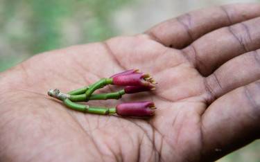 Cloves from a clove tree