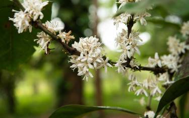 Robusta coffee plant