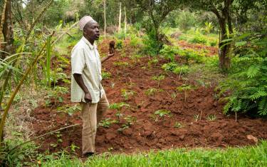 Guide showing cassava plants