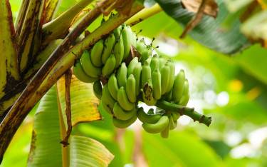 Lady finger bananas