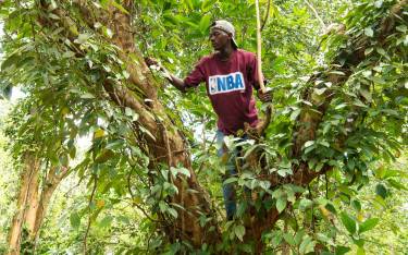 Guide showing a black pepper vine
