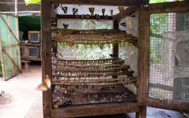 Butterfly egg hatching unit