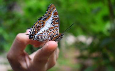 Butterfly resting on a hand