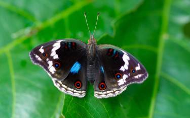 Blue pansy