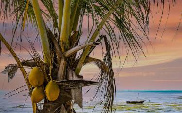 Palm tree at dusk on Jambiani Beach