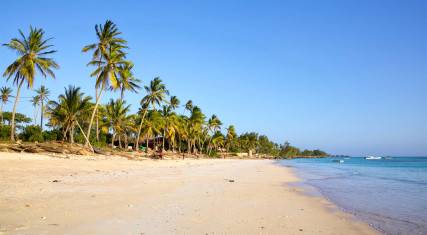 Palm-lined beach