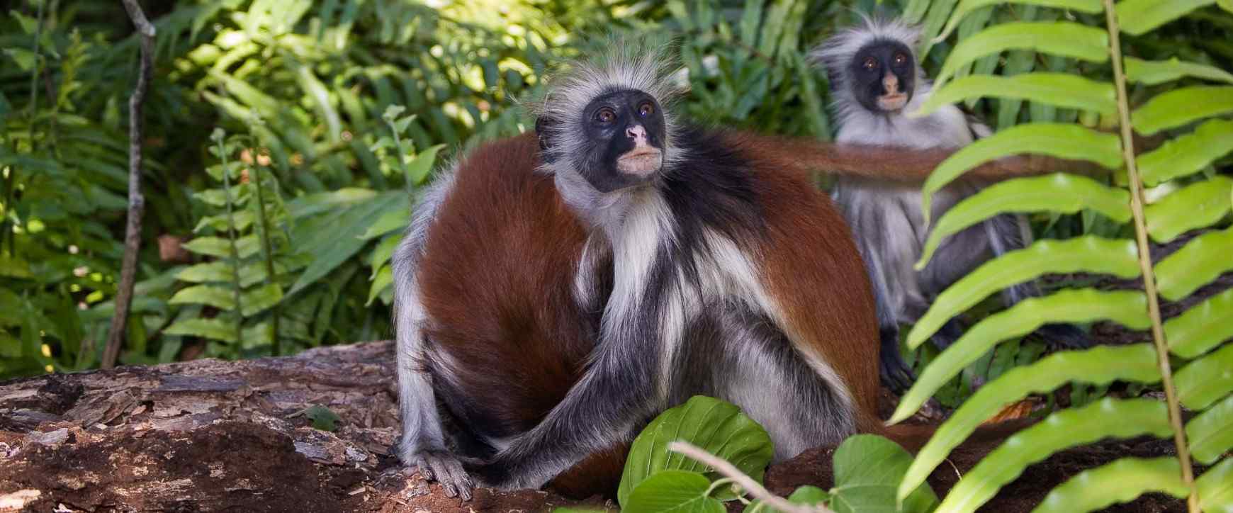 Kirk's red colobus monkeys