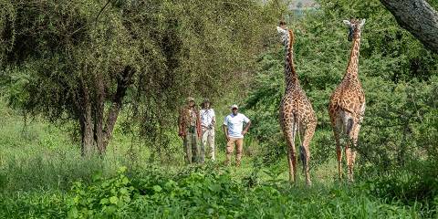 1-Day Day Trip to Arusha National Park