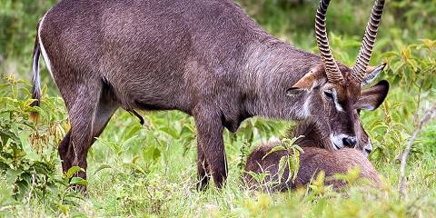 Big Five Tanzania Safari- Serengeti and Other