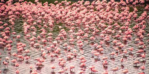 6-Day Serengeti Big Cat Safari & Balloon
