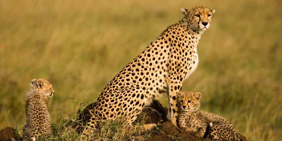 10-Day Unforgetable Northern Tanzania Safari