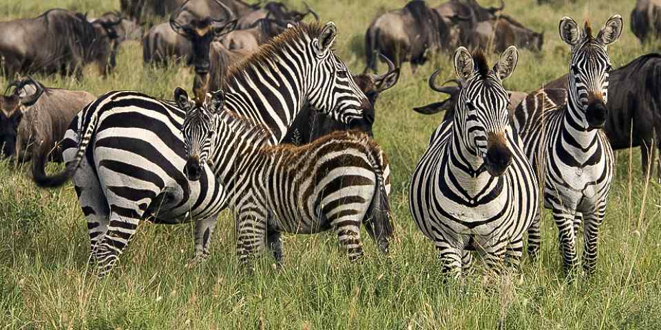 3-Day Fly- in Serengeti Ngorongoro Crater and Tarangire