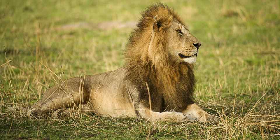 3-Day Classic Fly-in Safari from Zanzibar to Serengeti