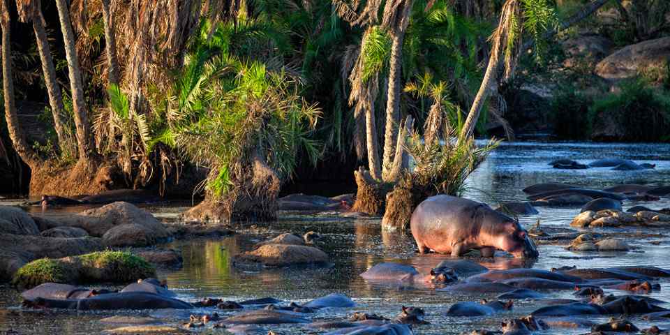 3-Day Luxury Fly in Safari from Zanzibar/Arusha