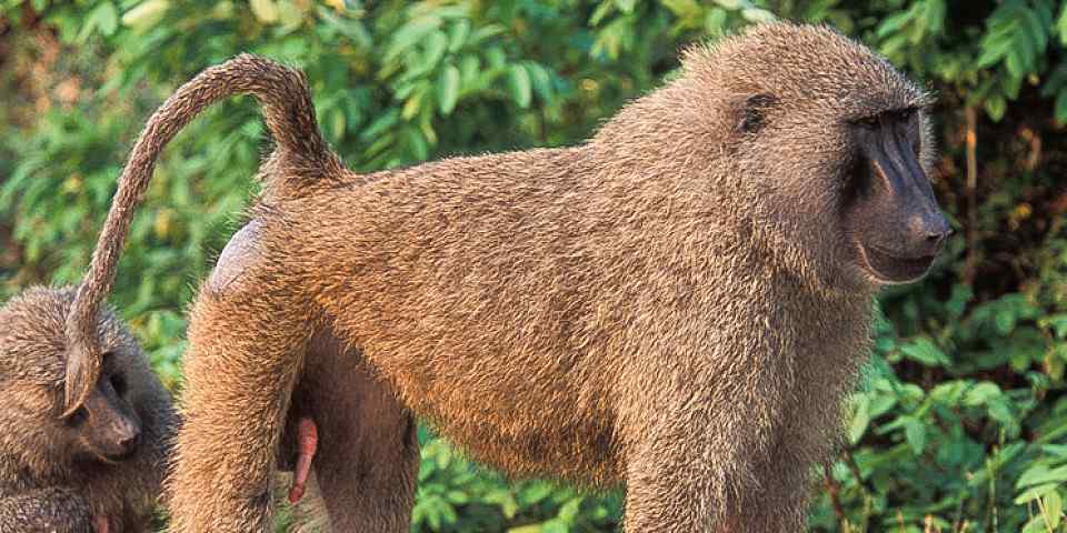 7-Day "Best of the Best" Northern Tanzania Round Trip