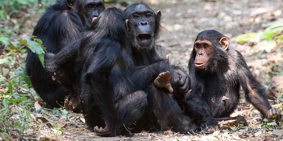 3-Day Dar Es Salaam to Kigoma Transfer to Gombe Stream