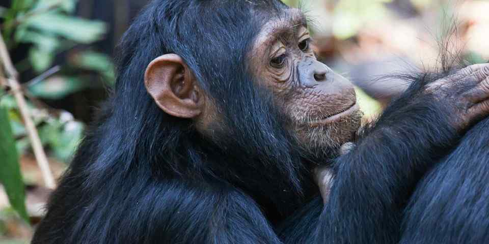 3-Day Gombe Chimpanzee Trekking