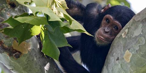 8-Day Chimpanzee Trek to Mahale and Gombe