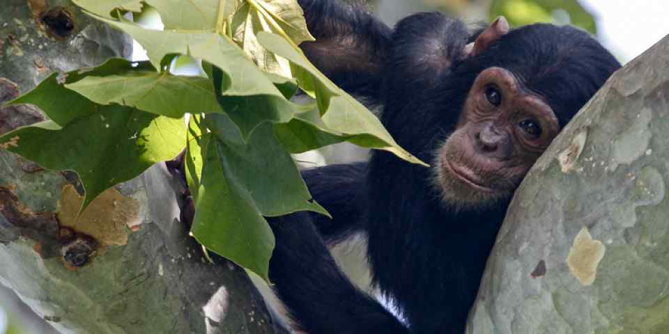 5-Day Mahale Chimpanzee Tracking