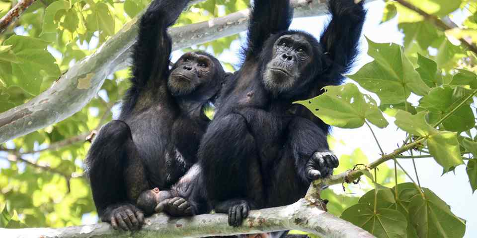 4-Day Mahale Chimpanzee Trekking