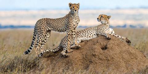 3-Day Arusha- Ndutu Calving Season from Dec to Mrch