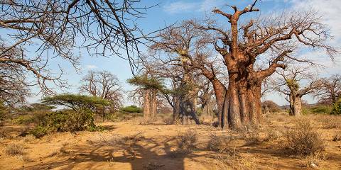 3-Day Magical Flyin to Ndutu for Wildebeest Migration