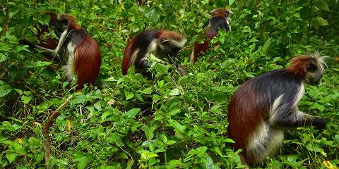 7-Day Serengeti Plains, Ngorongoro Crater & Chemka