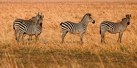 4-Day Sleeping into the Wilderness Tanzania Experience