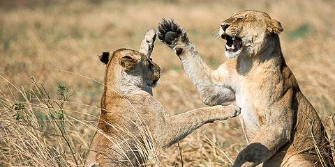 6-Day Luxury Safari Kenya and Tanzania Wildlife Parks