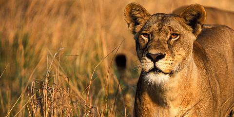 5-Day Tanzania Safari Deal with Unlimited Wildlife Tour