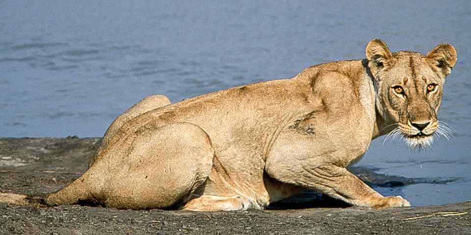 5-Day Mikumi National Park and Selous Game Reserve