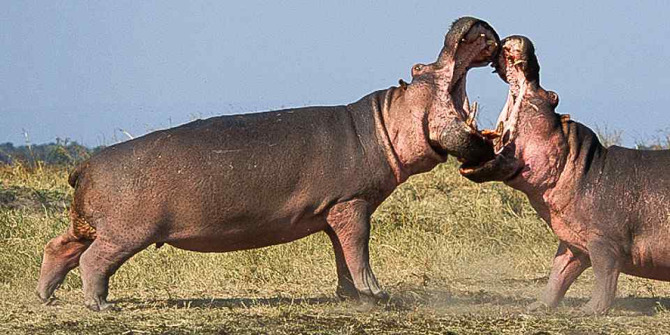 5-Day Selous GR and Mikumi NP Safari