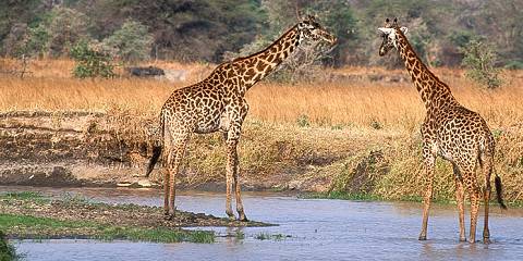 4-Day Mid-Range Serengeti & Ngorongoro & Tarang Safari