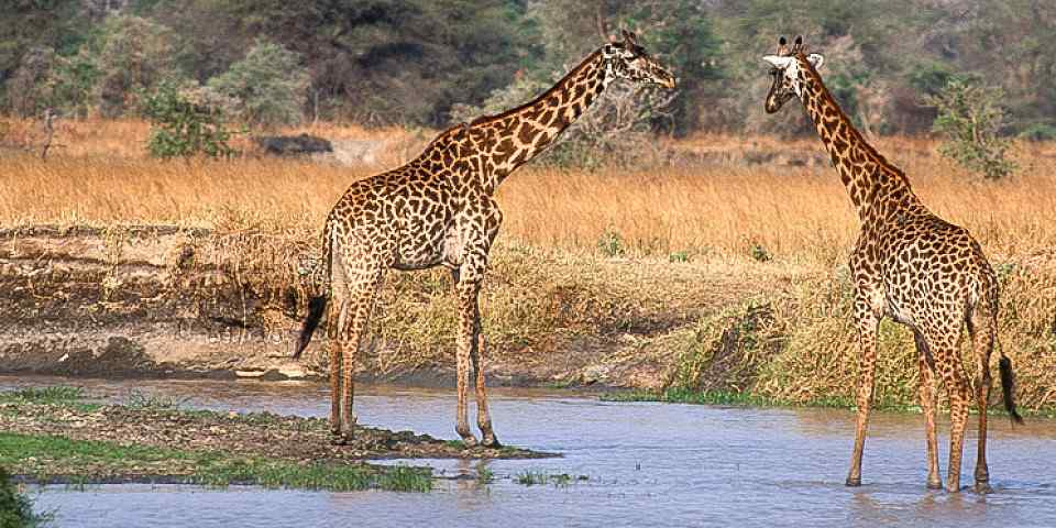 3-Day Lake Manyara, Ngorongoro Crater and Tarangire