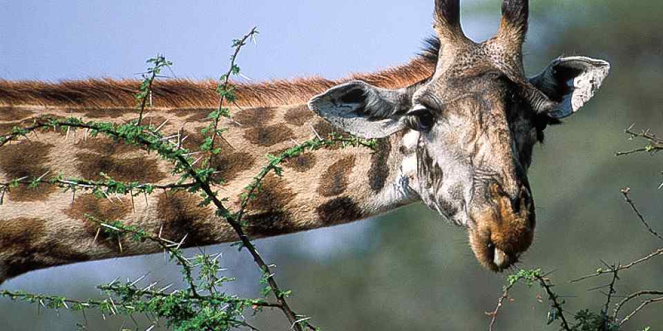 8-Day The Best of Tanzania & Lake Eyasi