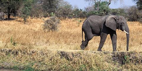 3-Day Wildlife Safari to Ruaha National Park