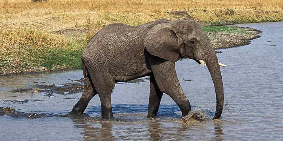 2-Day Tour from Zanzibar to Serengeti &Ngorongoro -Offer