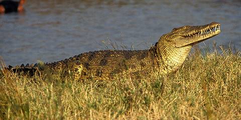 Selous (Nyerere) Safari