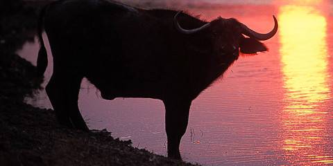 8-Day Tarangire, Serengeti & Ngorongoro Crater Mid Range