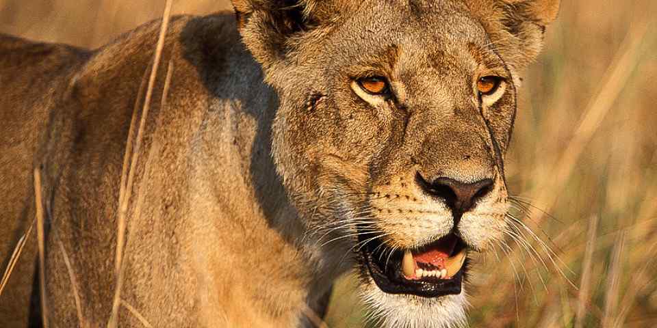 5-Day Living Among Lions - Mid-Range