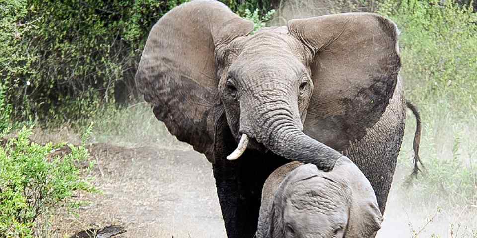 4-Day Budget- Tarangire, Serengeti and Ngorongoro Crater