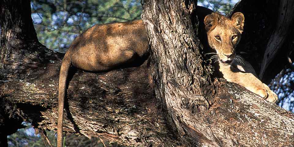 3-Day Fly from Zanzib Luxury Tarangire, Crater & Manyara