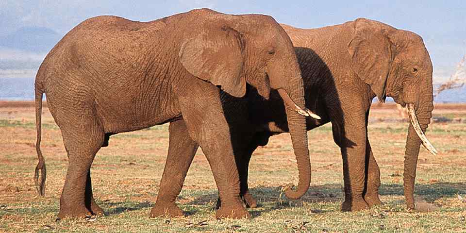 11-Day Unbeatable Safari & Zanzibar Holiday