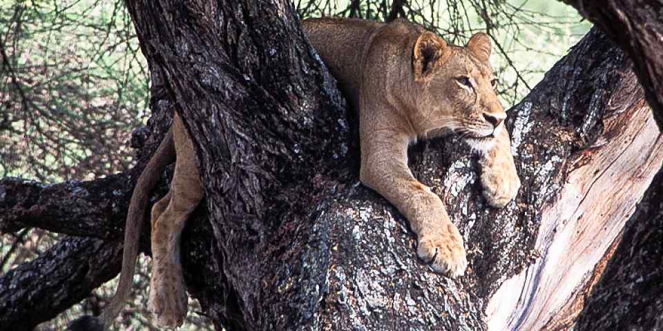 4-Day Classic Northern Tanzania Safari from Nairobi