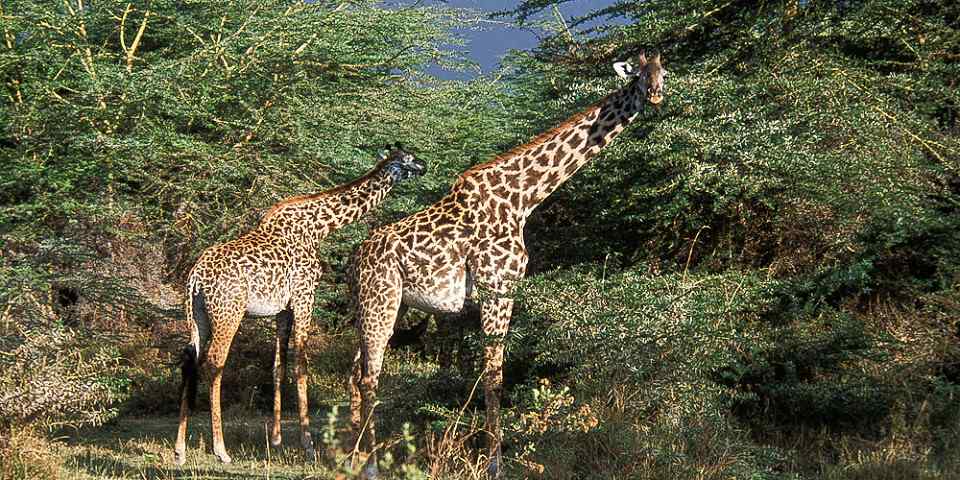 4-Day Tarangire, Serengeti & Ngorongoro Safari