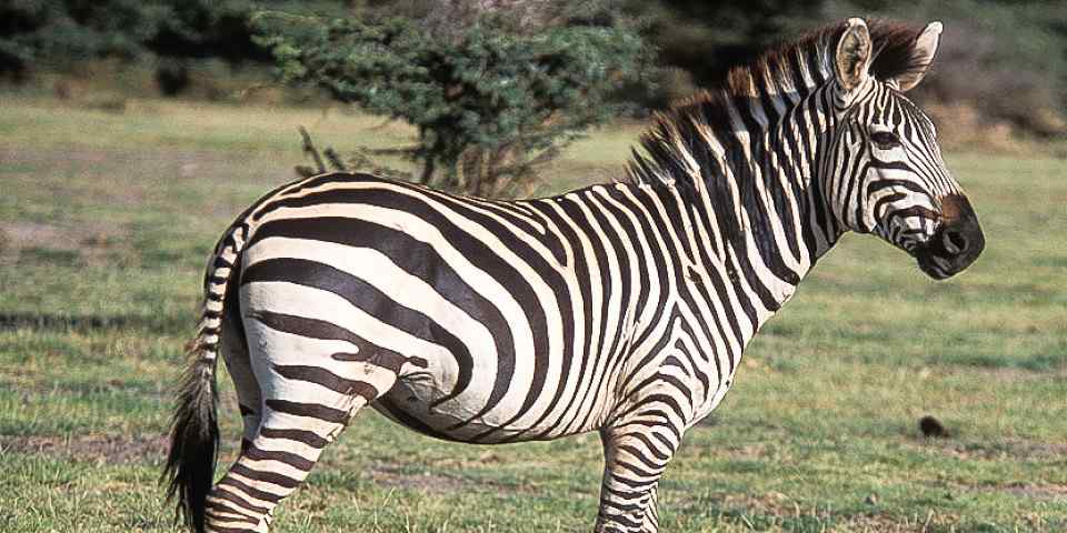 2-Day Lake Manyara & Tarangire