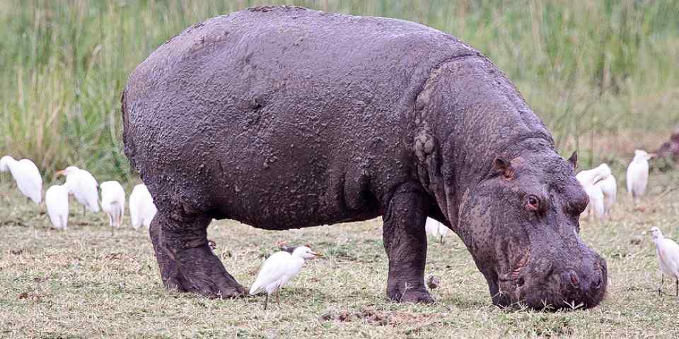 6-Day Highlights mid-Range Crater, Serengeti, Tarangire