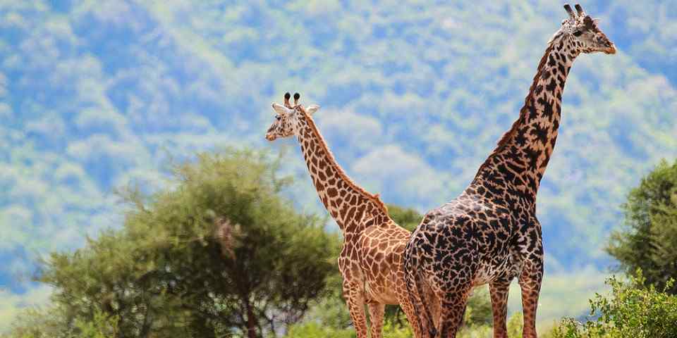 8-Day Top Safari & Beach Combination Package
