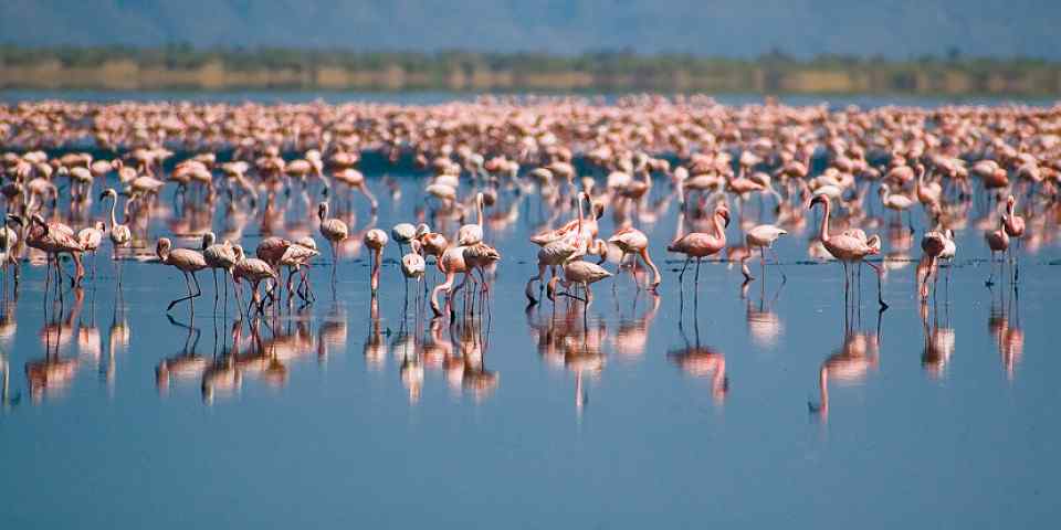 4-Day Astonishing Wildlife Experience