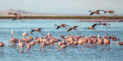 Classic Drive Safari Tarangire & Lake Natron